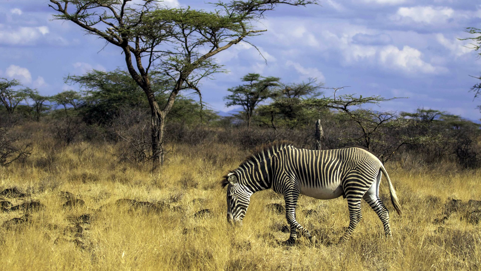 10 days express kenya safari