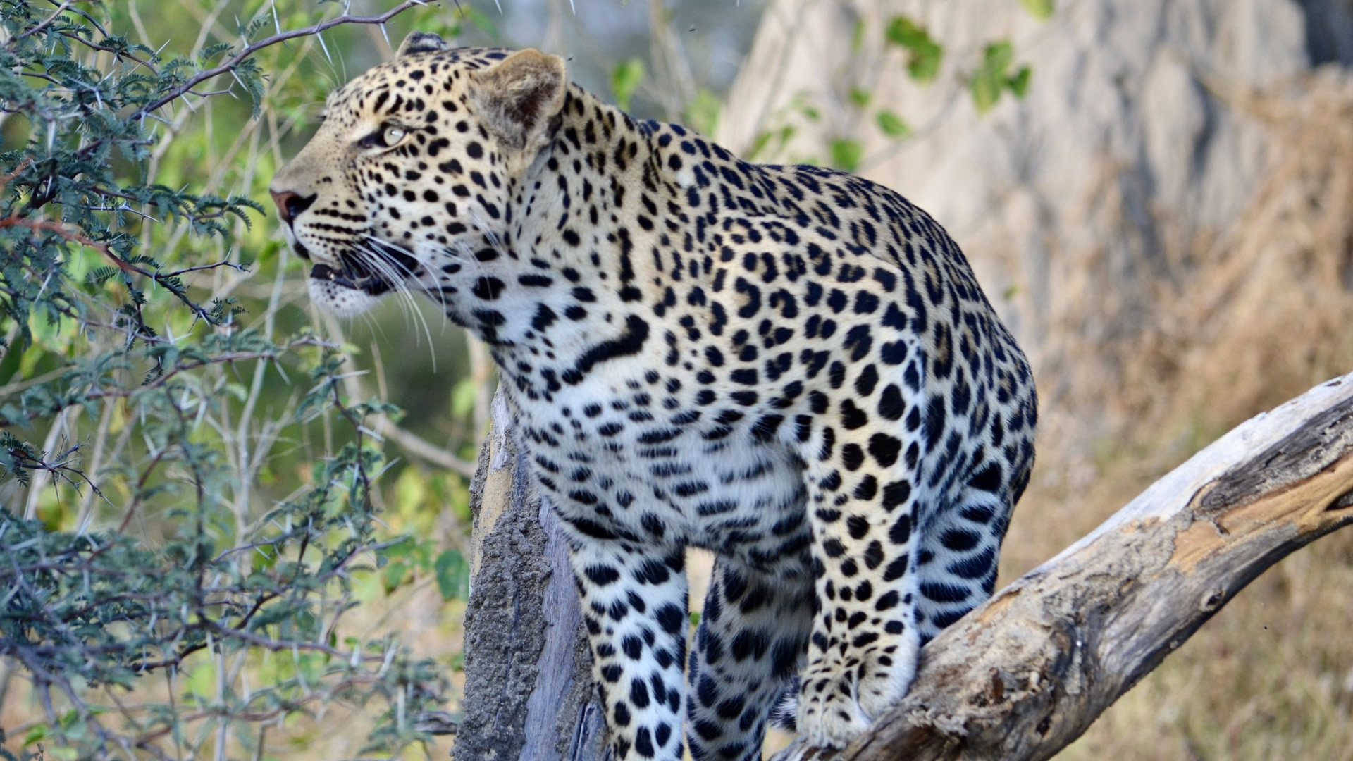 10 days uganda deluxe safari