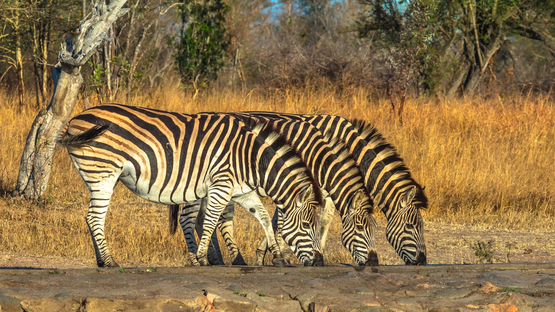 10 days uganda deluxe safari