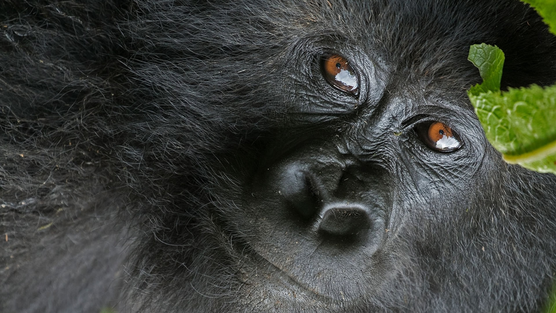 11 days uganda and rwanda primates