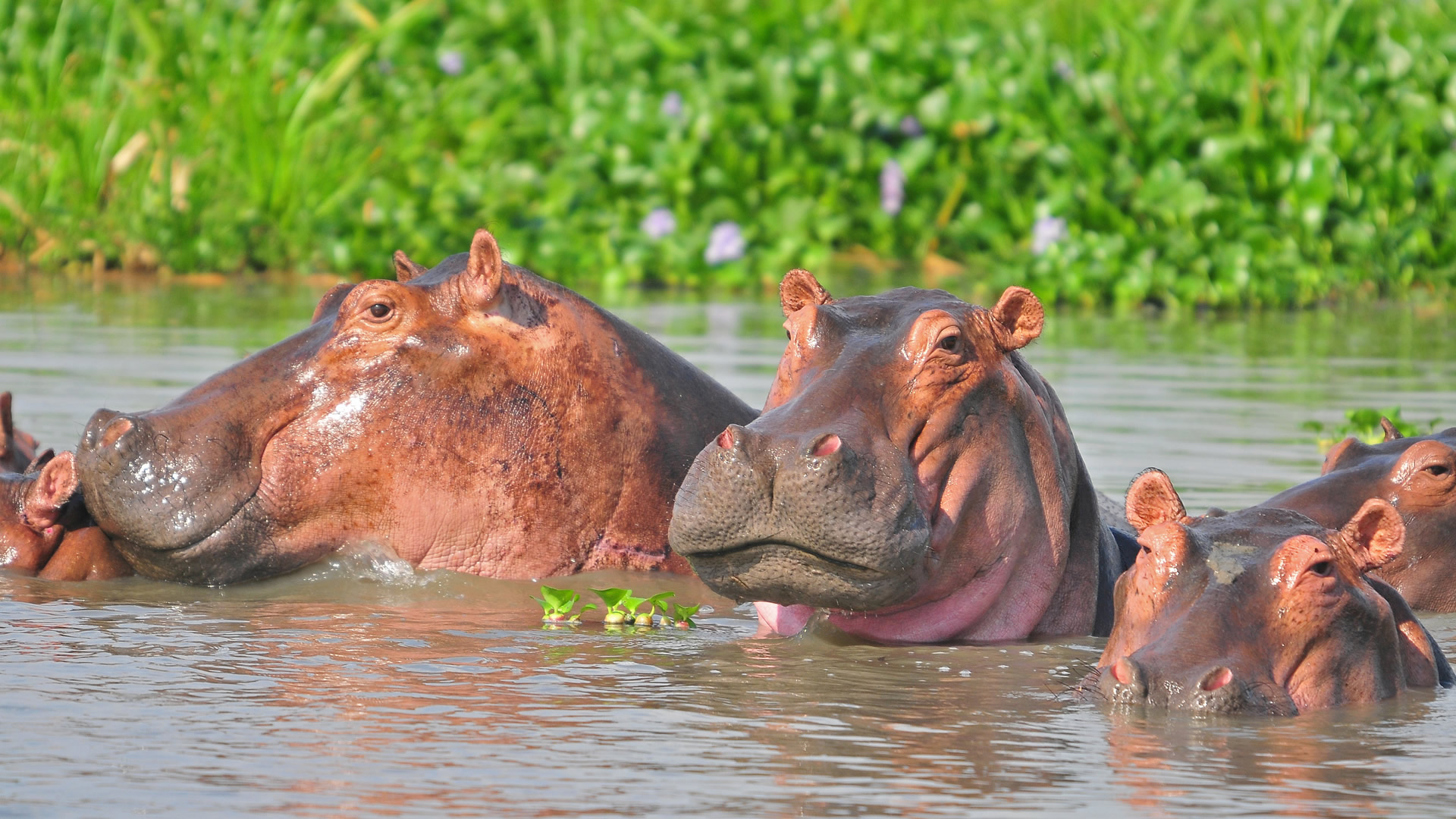 12 days uganda highlights safari