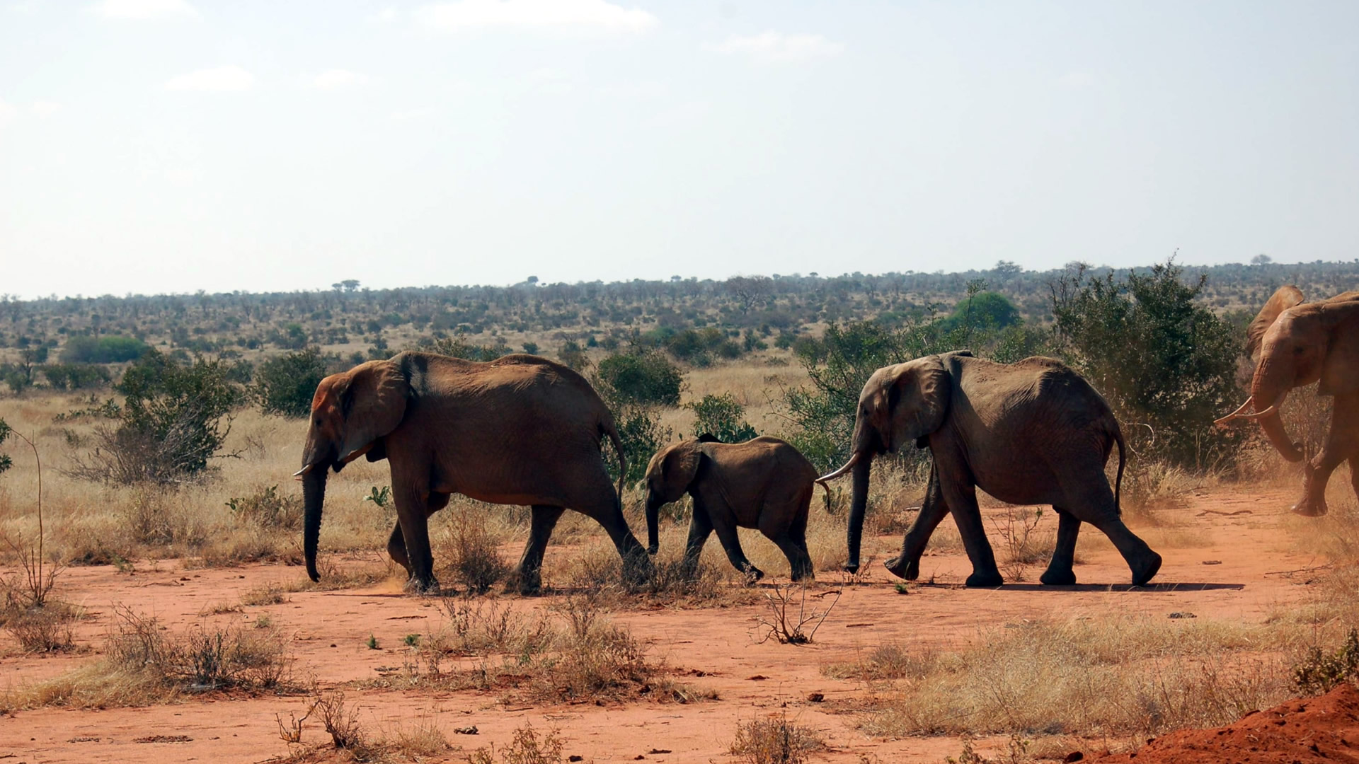 3 days tsavo expedition