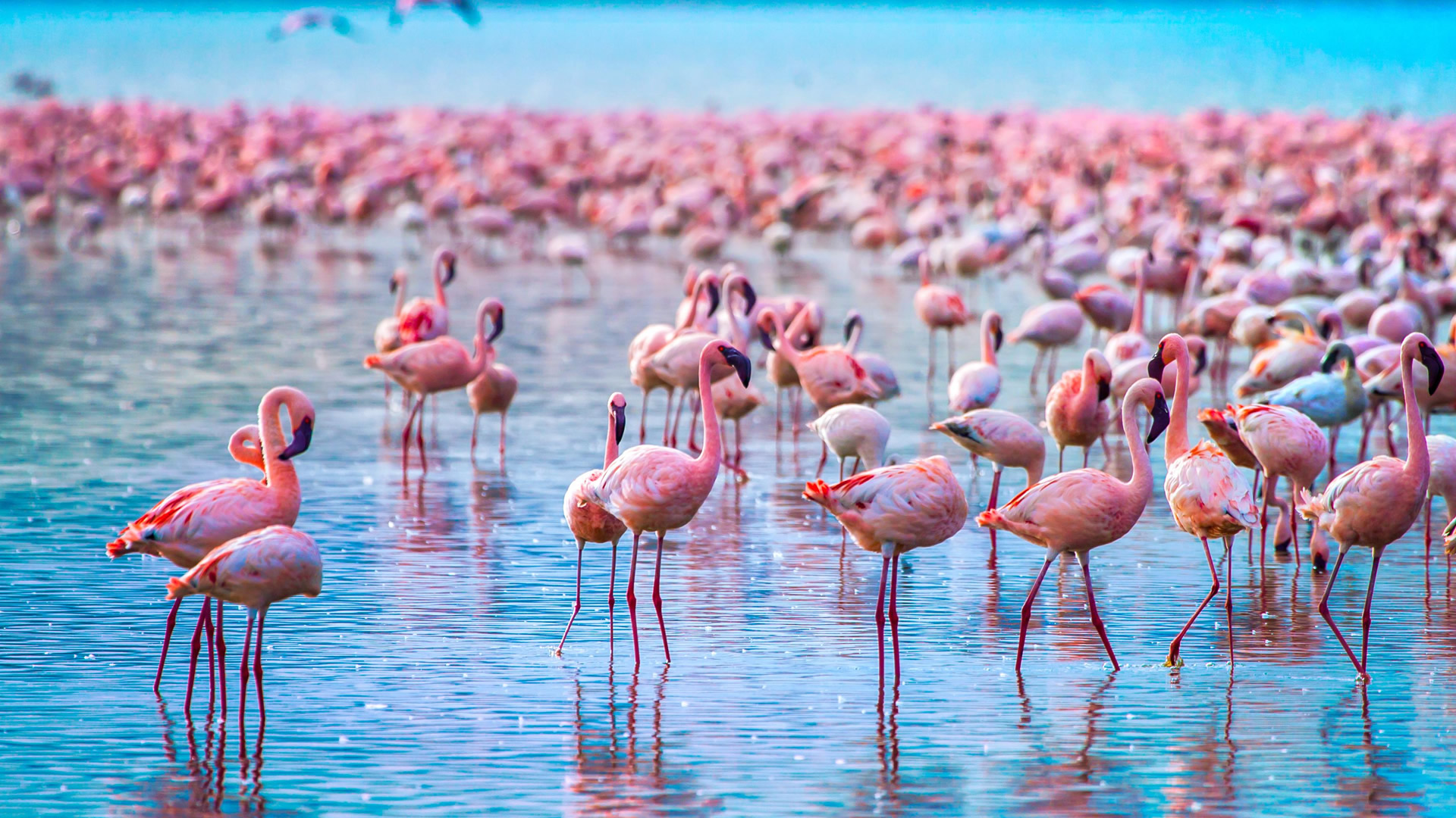 4 days hemingways experience