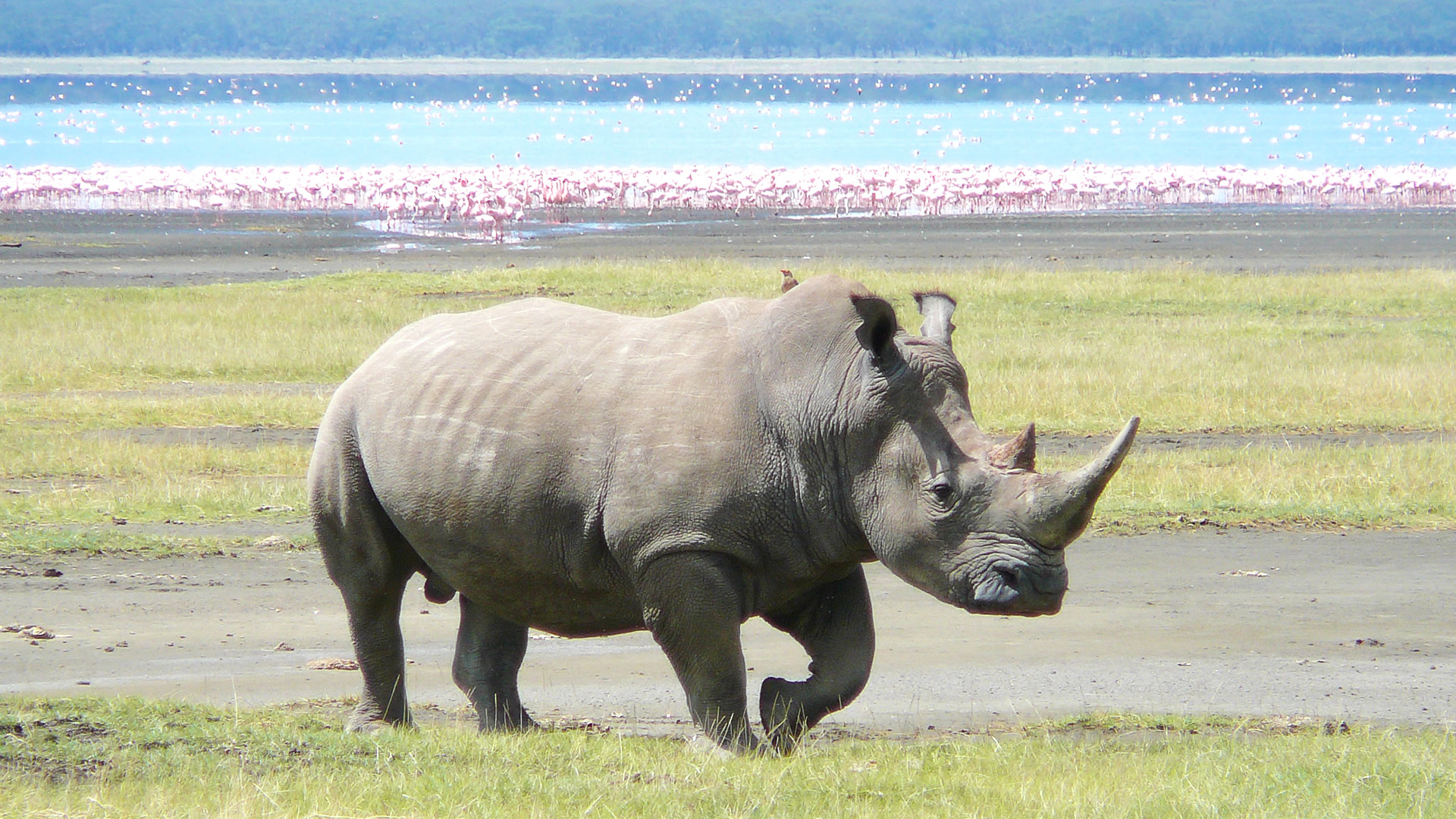 4 Days Maasai Mara Nakuru Camping Safari