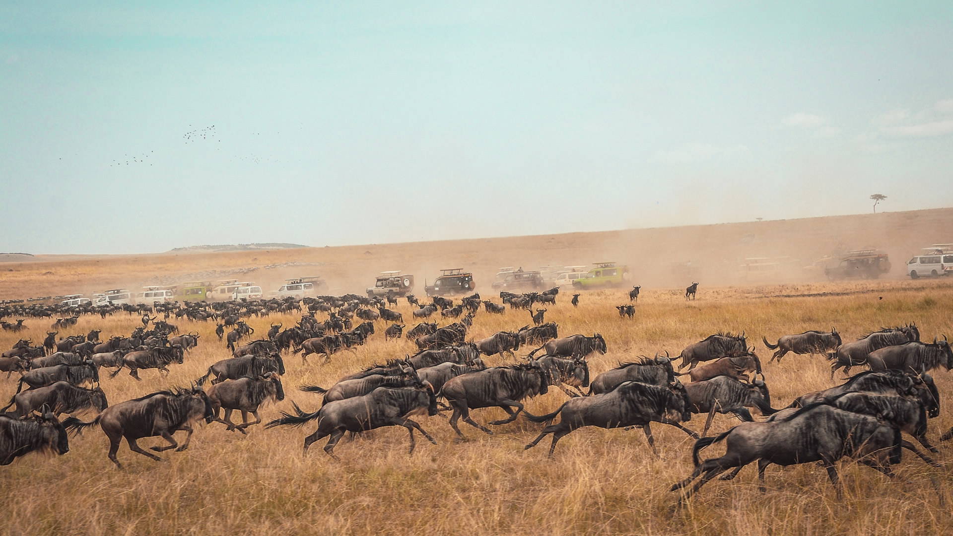 4 days wildebeest migration safari