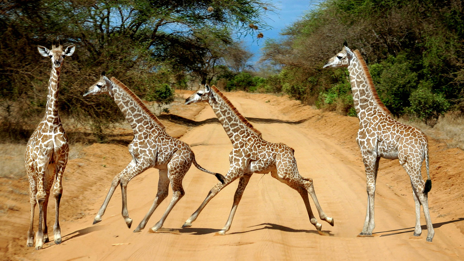 5 days amboseli tsavo camping safari