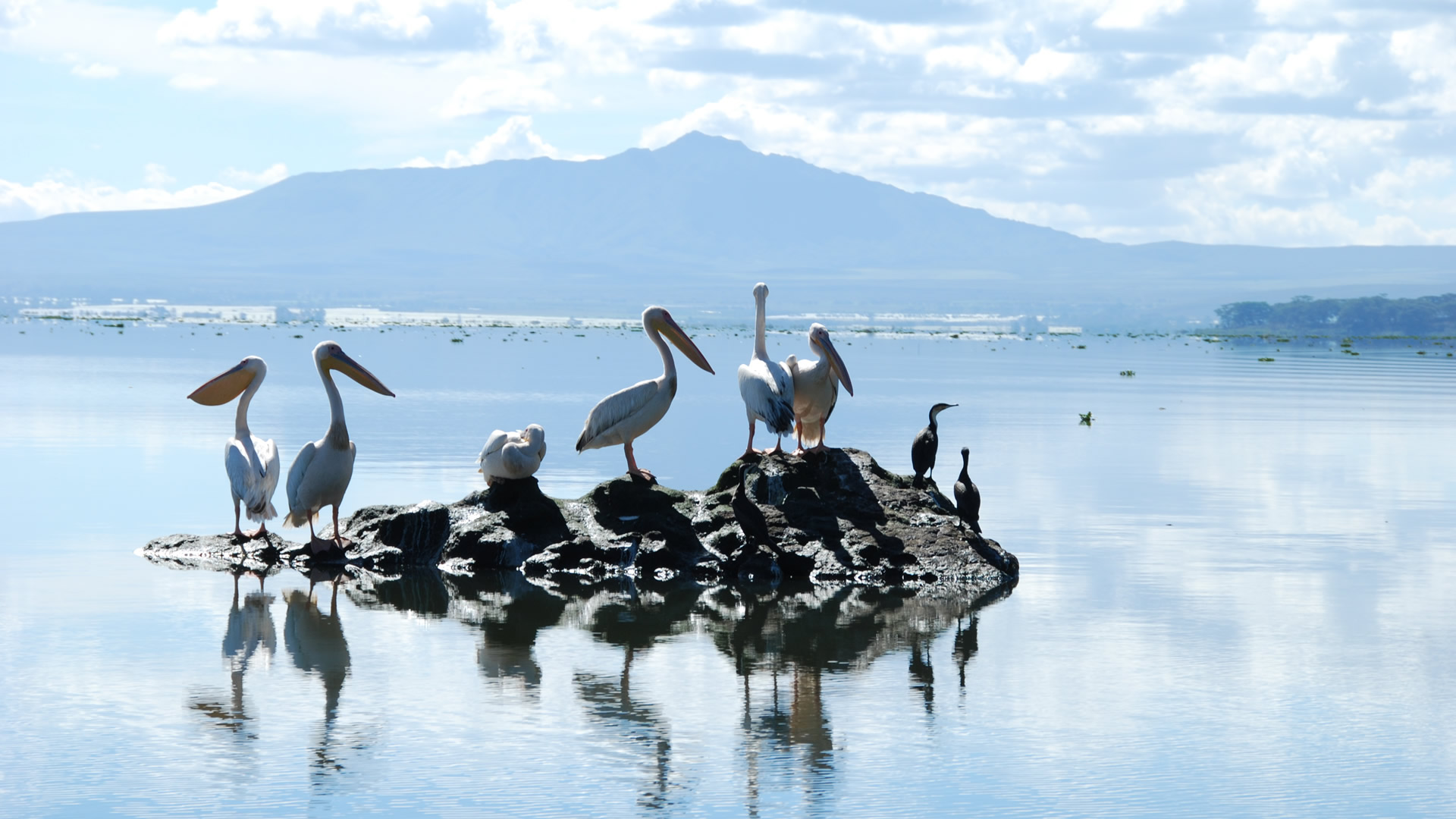 5 days flamingo experience