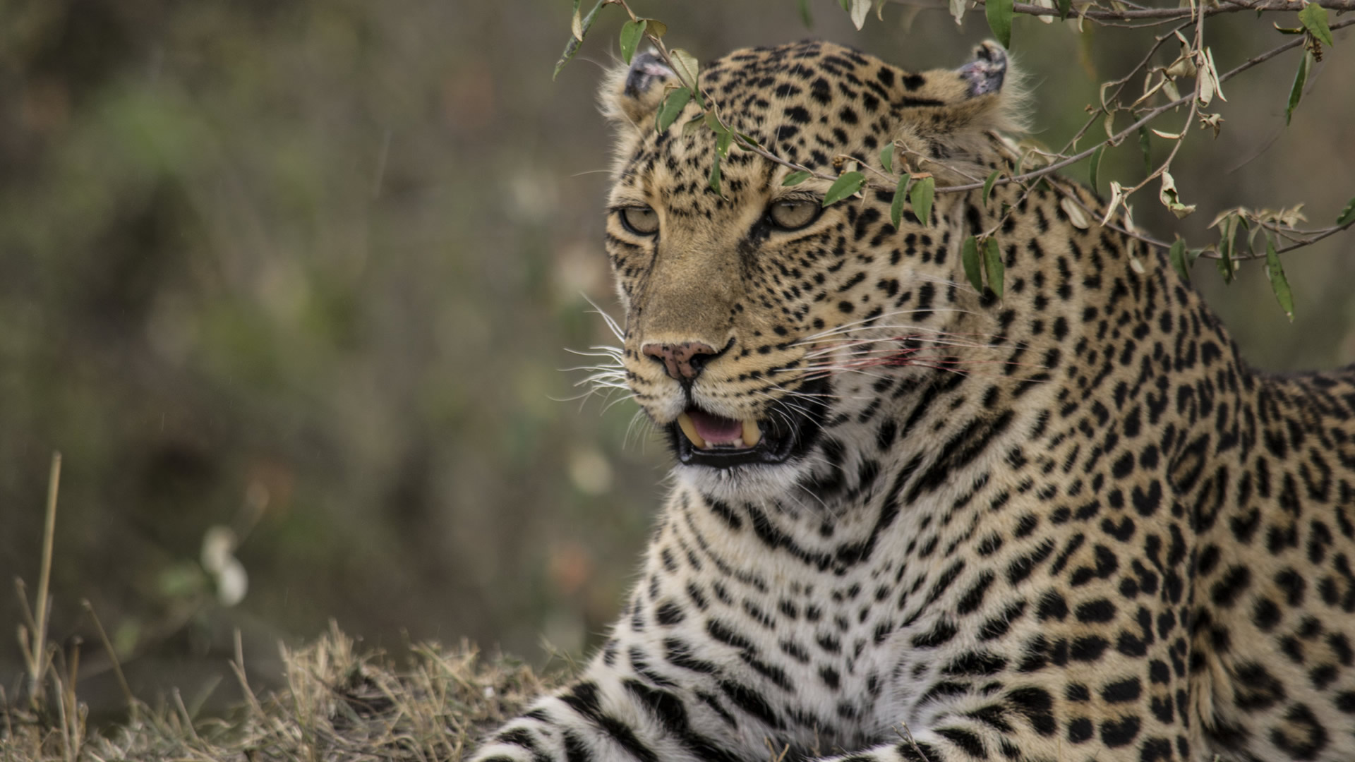 5 days maasai mara nakuru and aberdare