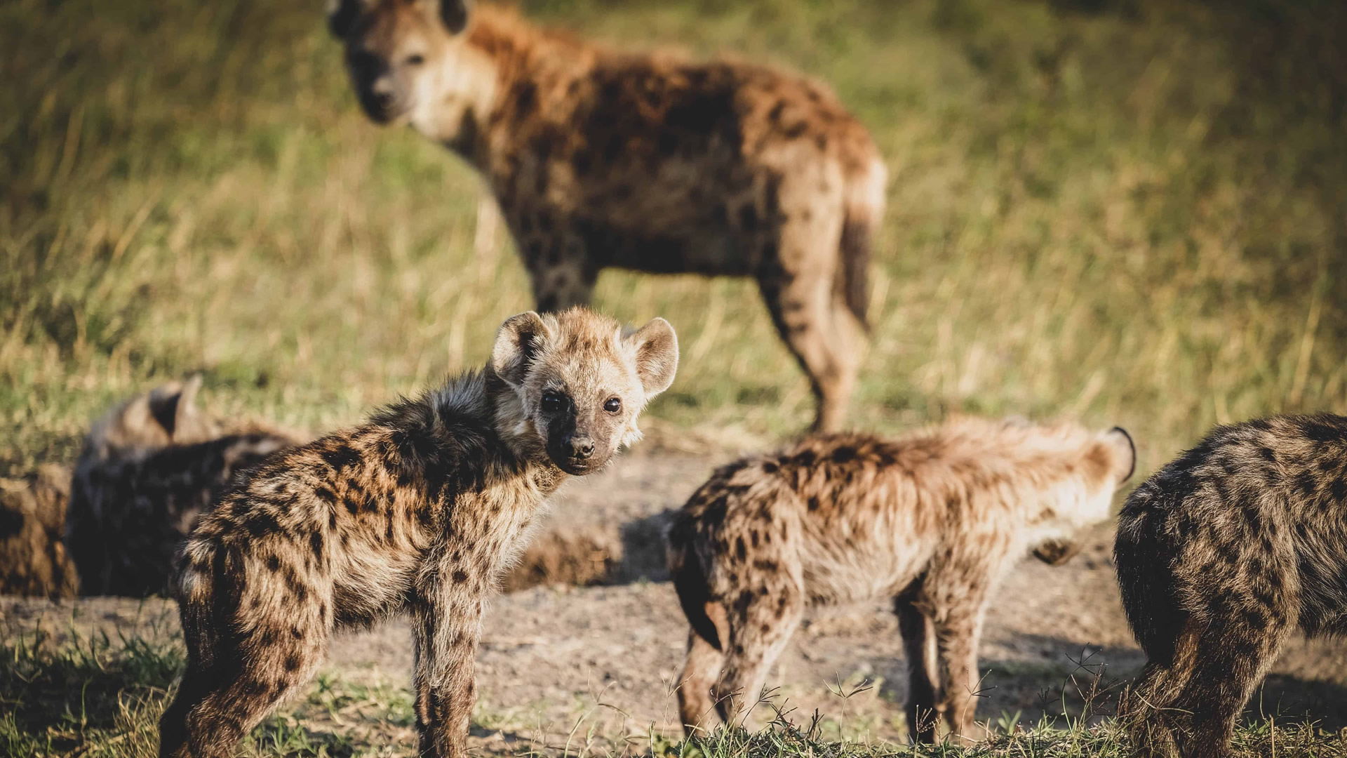 5 days maasai mara nakuru and aberdare