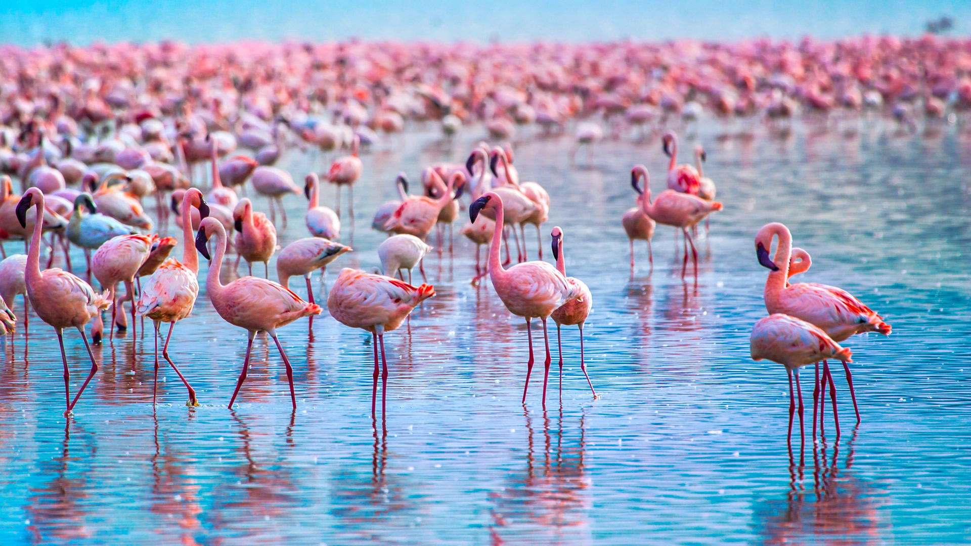 5 Days Maasai Mara Nakuru Naivasha Safari