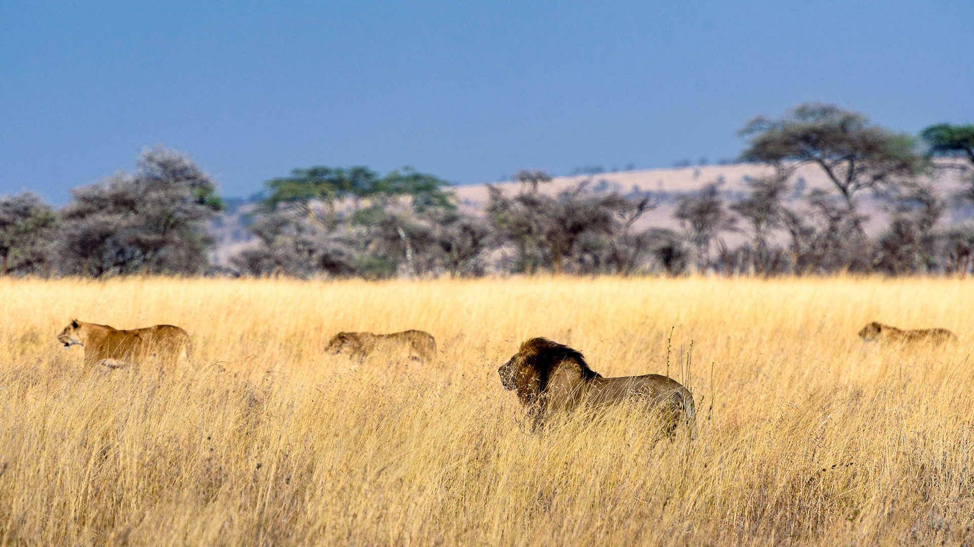 5 days tanzania jambo safari