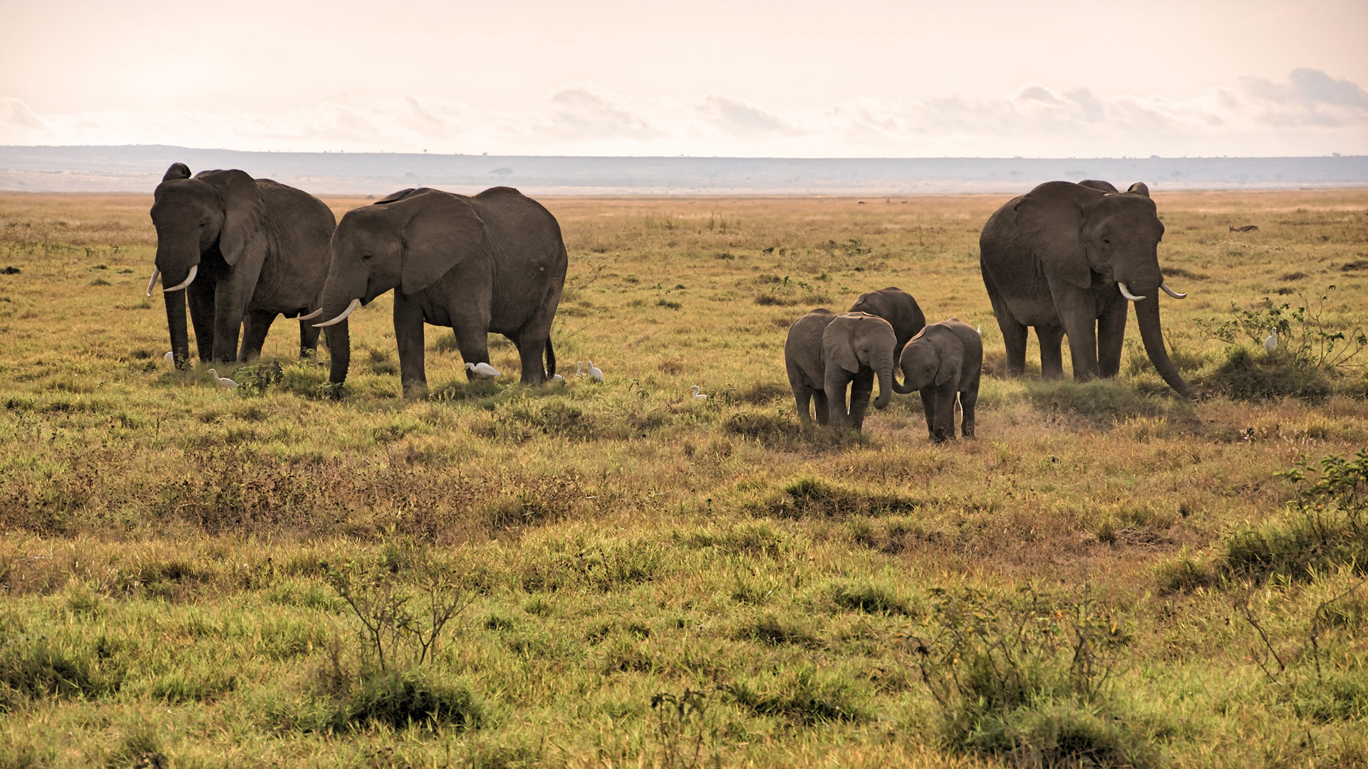 6 days amboseli nakuru mara