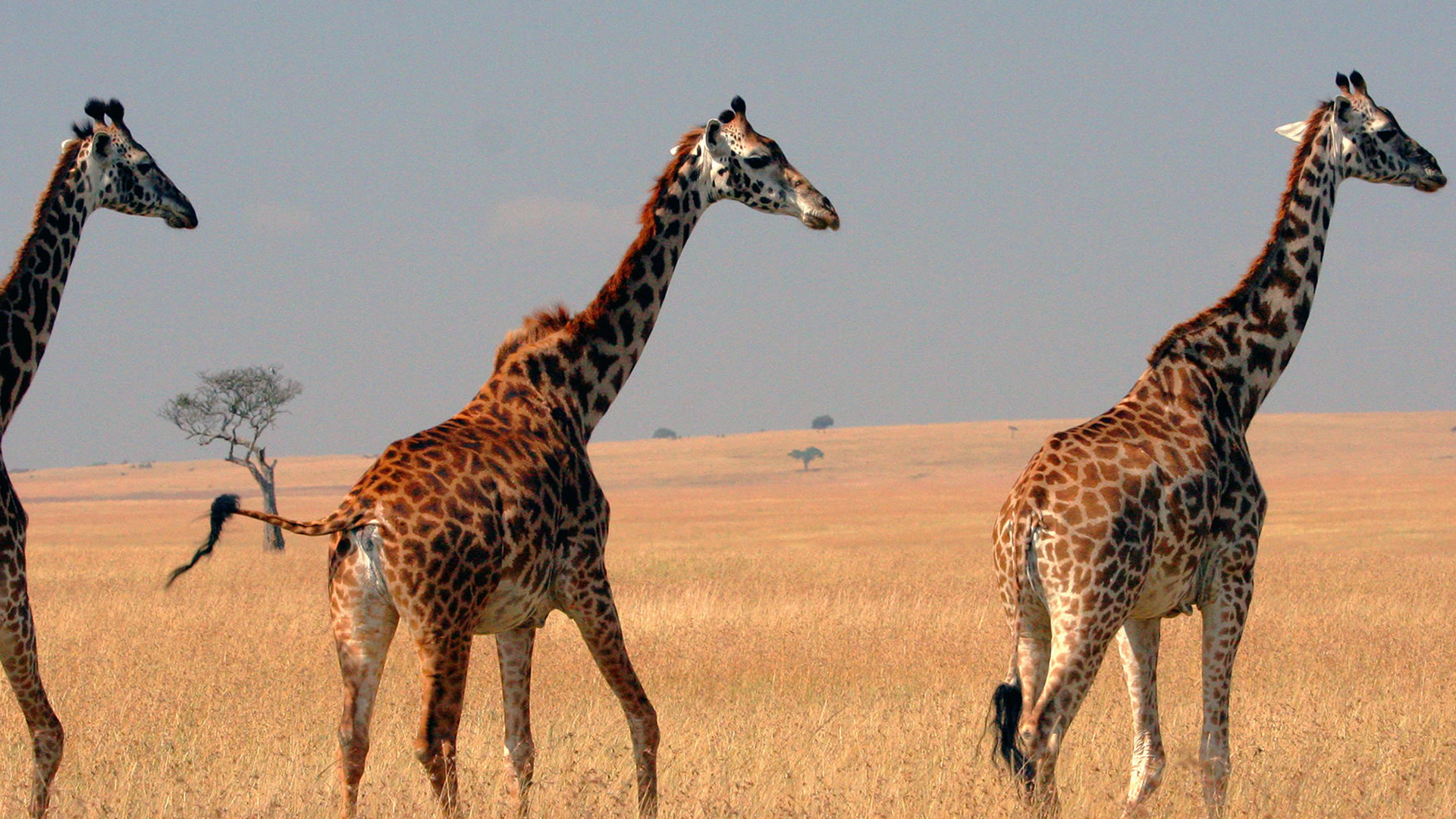 6 days classic kenya experience