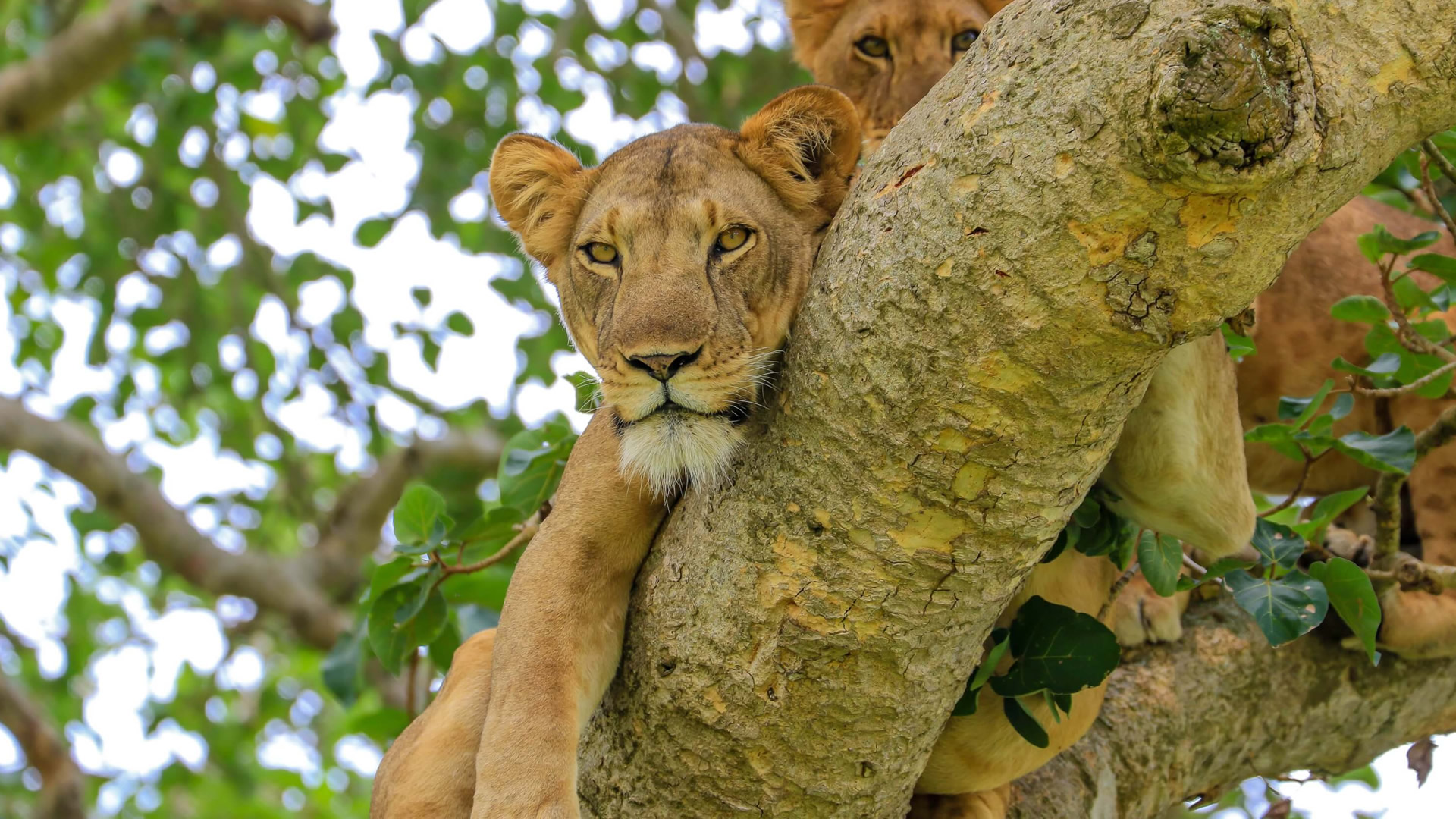 6 Days Queen Elizabeth and Bwindi Forest