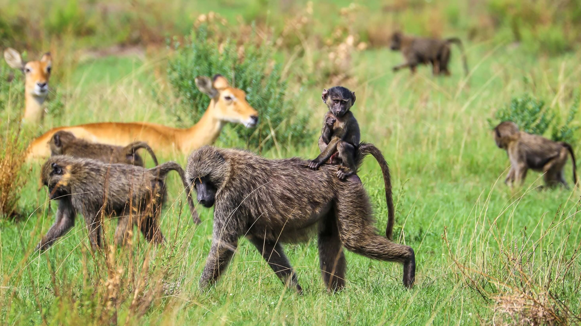 6 Days Queen Elizabeth and Bwindi Forest