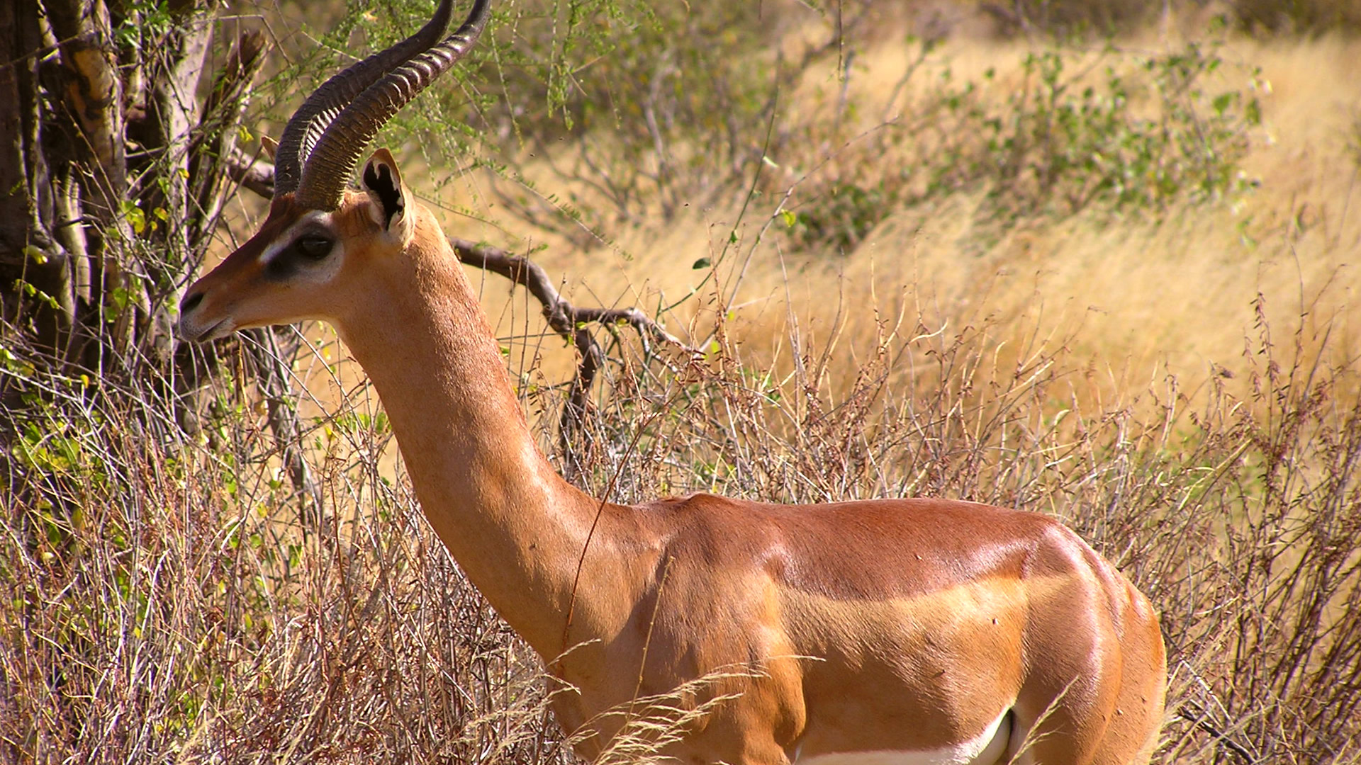 6 Days Samburu Lake Nakuru Maasai Mara