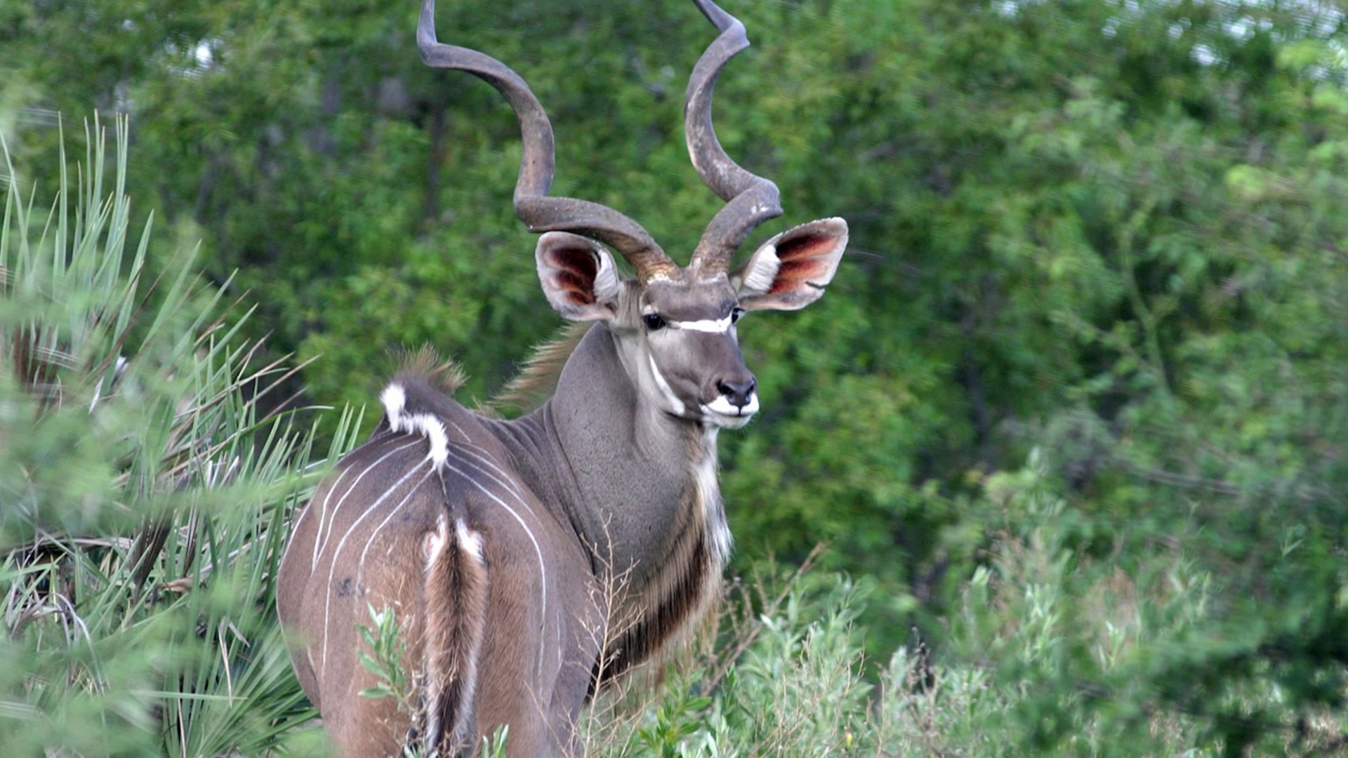 6 days samburu nakuru mara