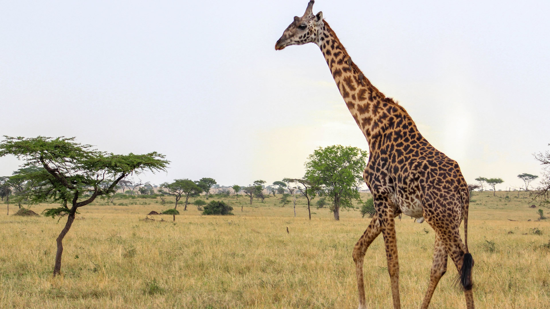 6 days tanzania twiga safari