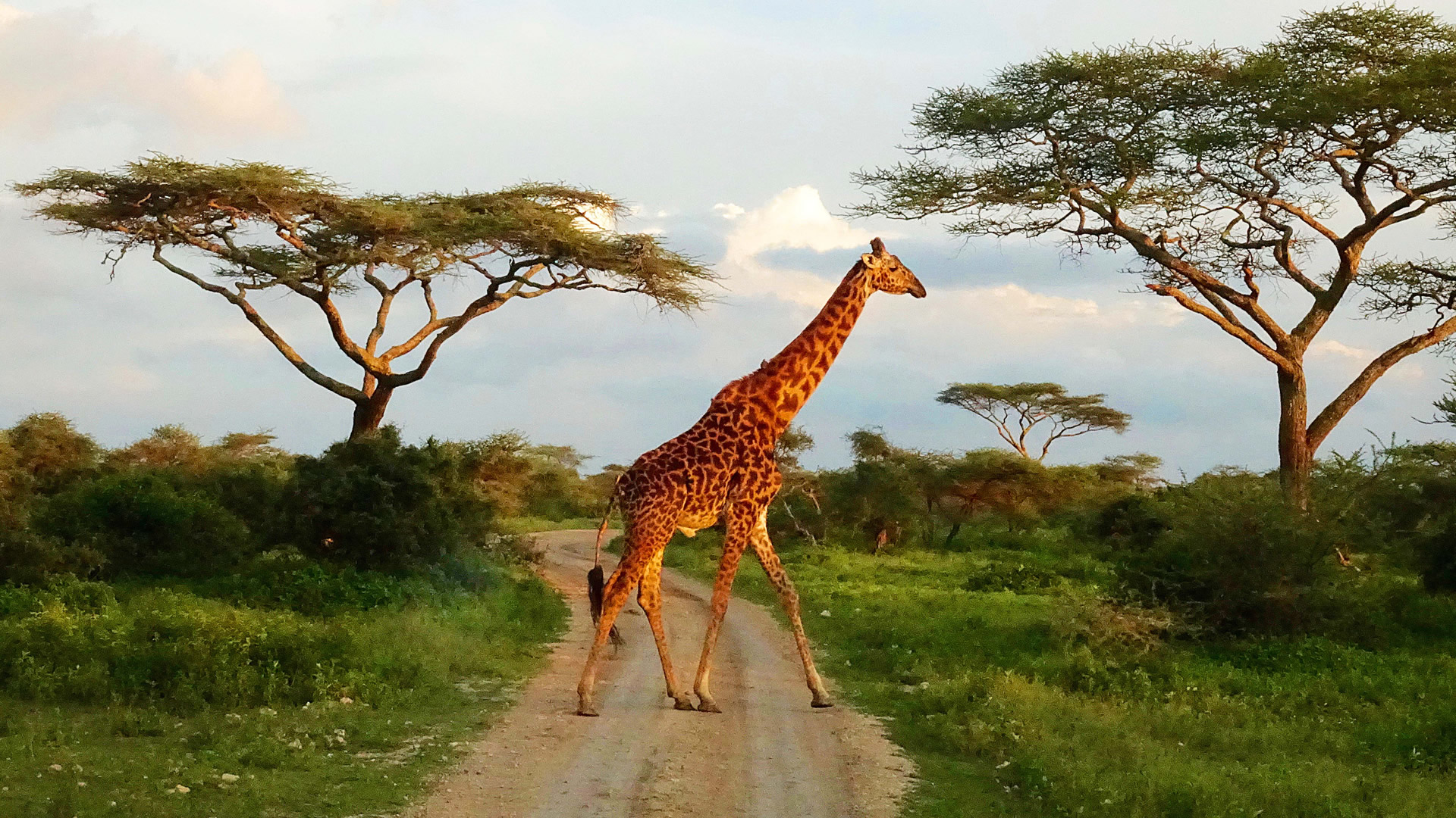 6 days tanzania twiga safari