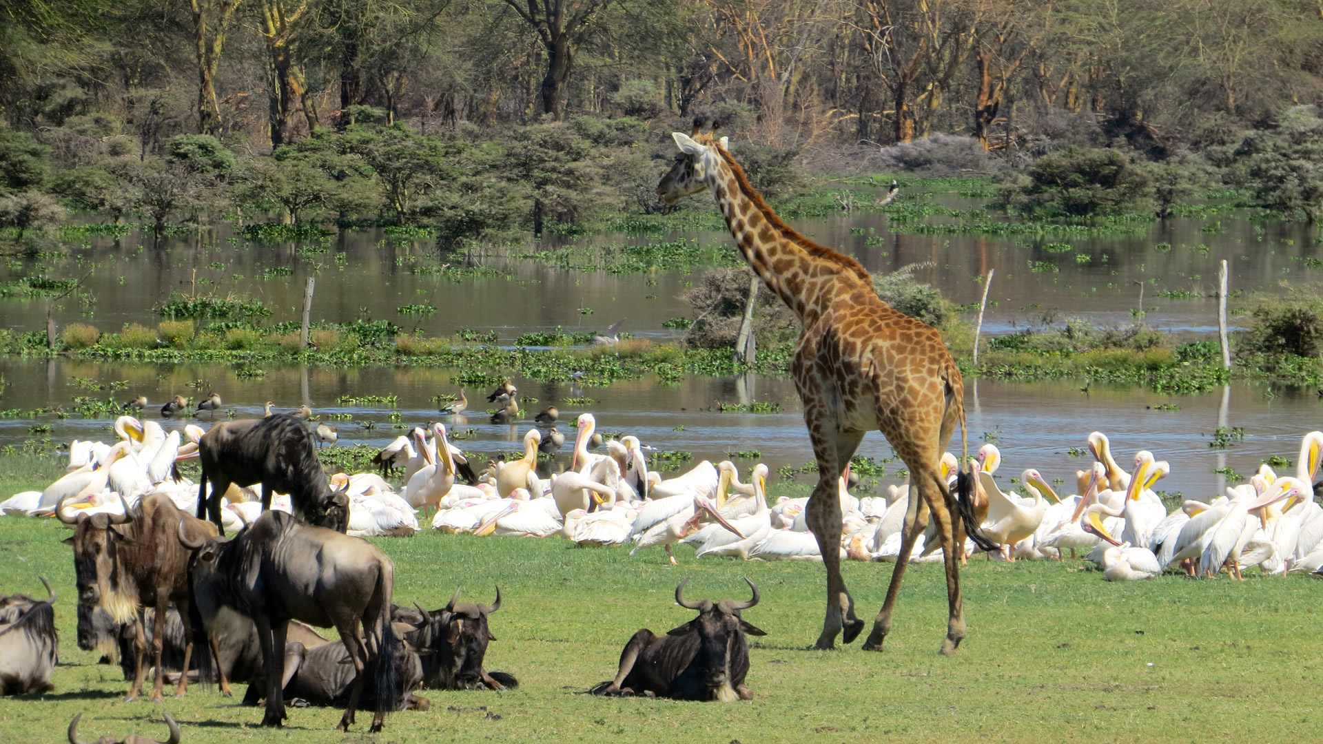 7 days amboseli naivasha nakuru mara