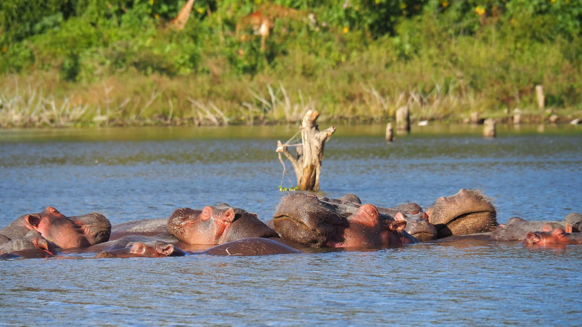 7 days amboseli naivasha nakuru mara