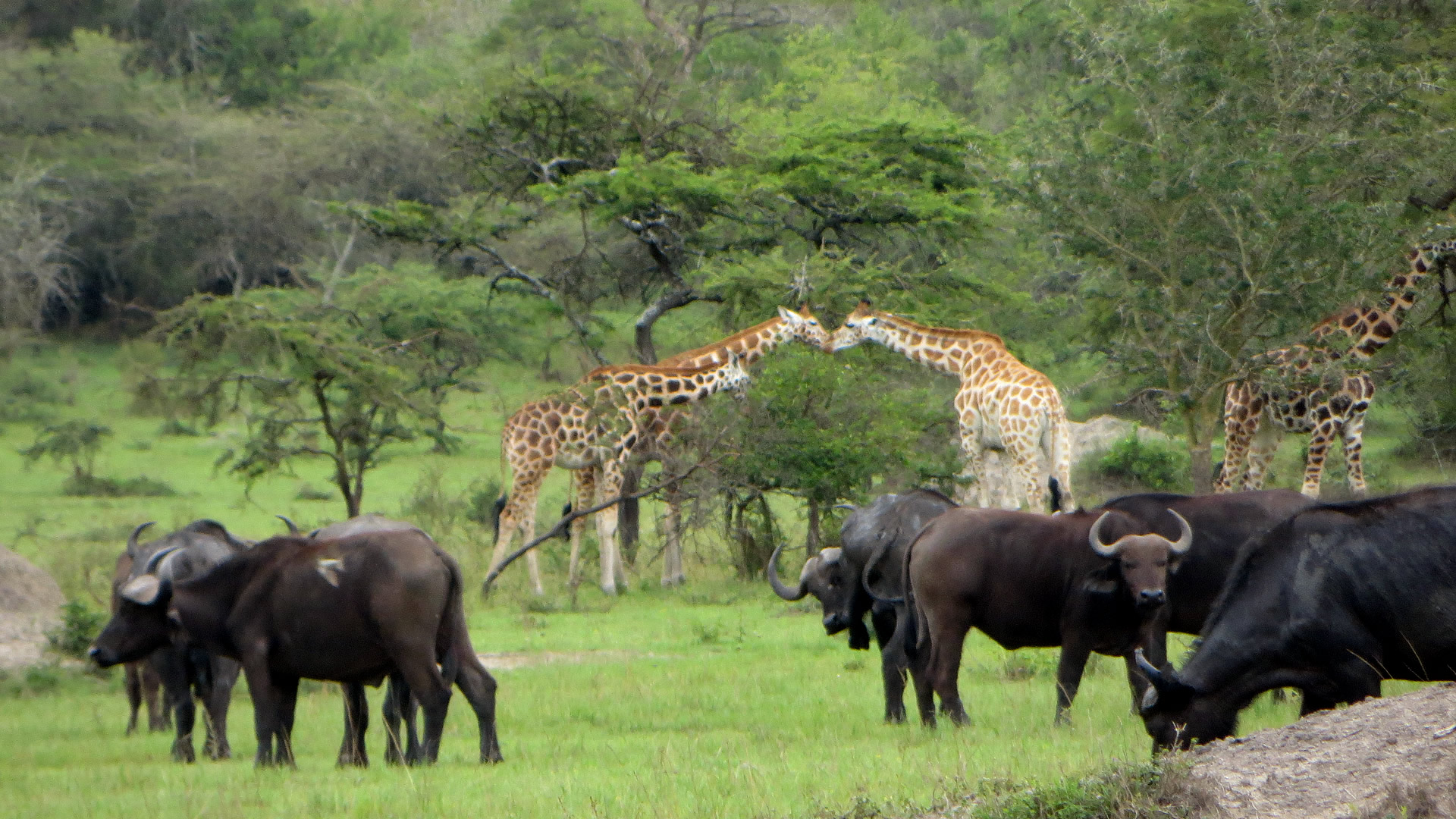 7 Days Lake Mburo Bwindi and Queen Elizabeth