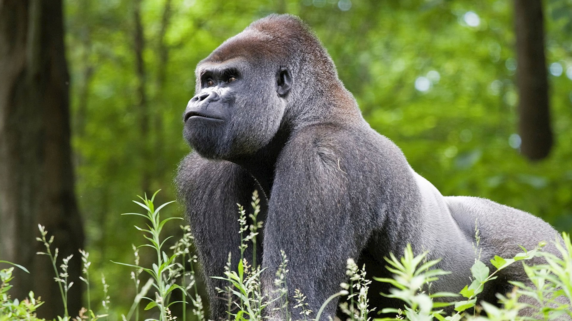 7 Days Queen Elizabeth and Bwindi Forest