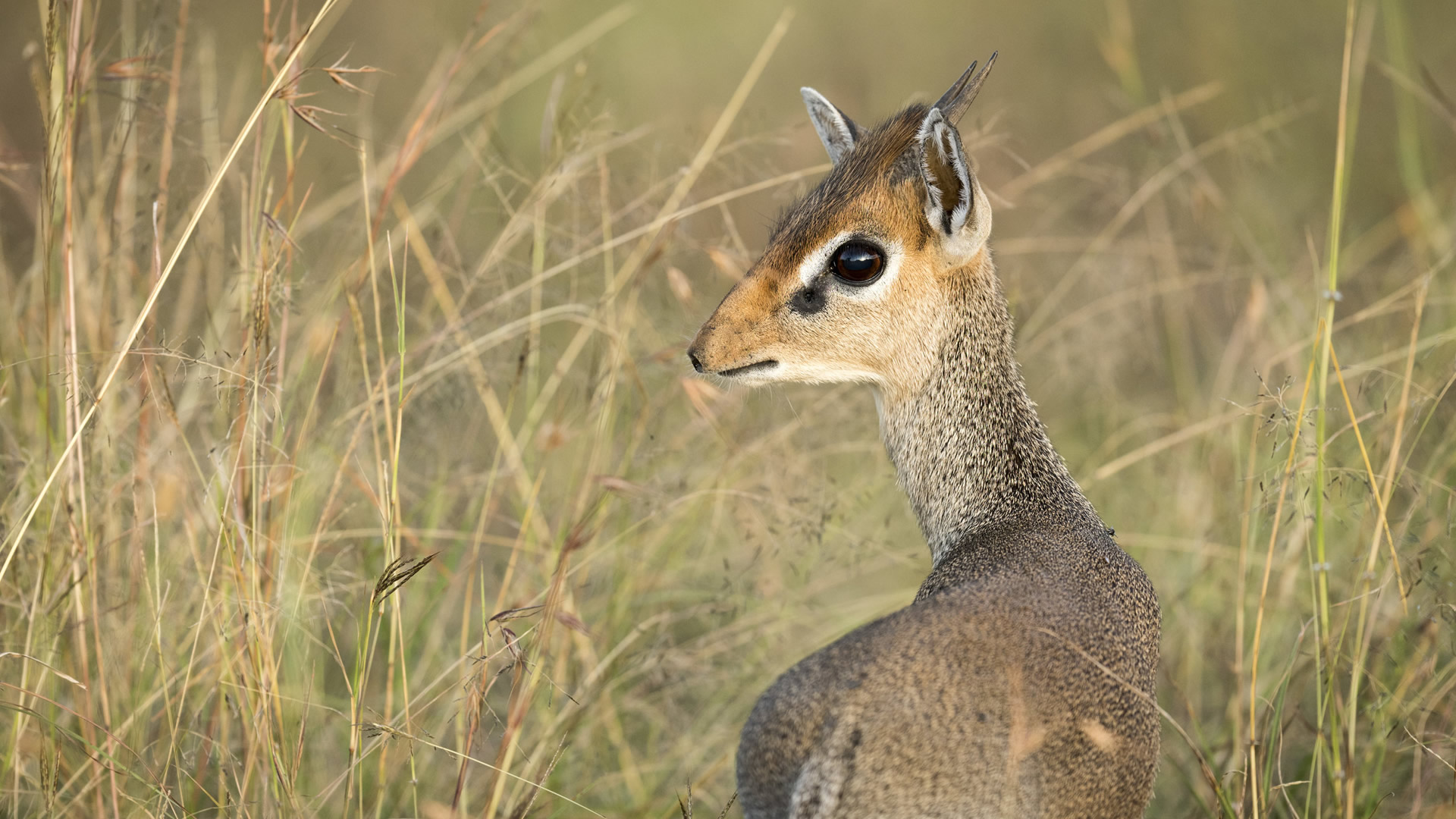 7 days samburu nakuru naivasha mara