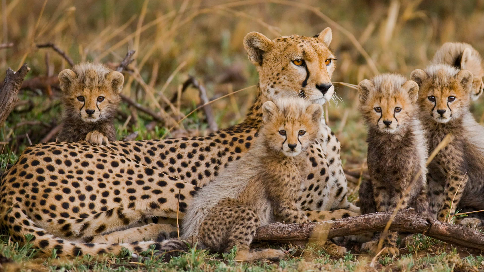 7 days tanzania cheetah safari