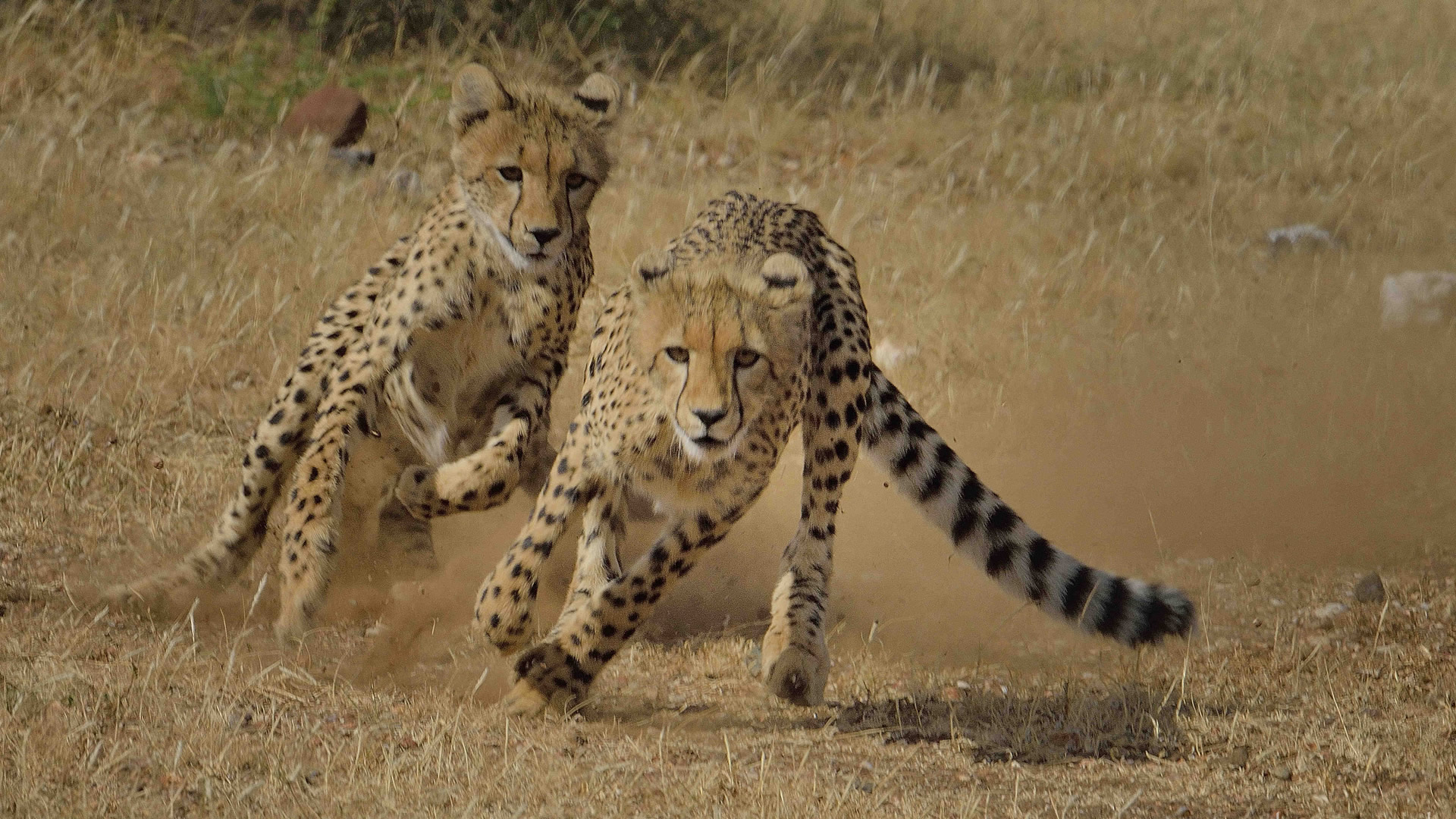 7 days tanzania cheetah safari