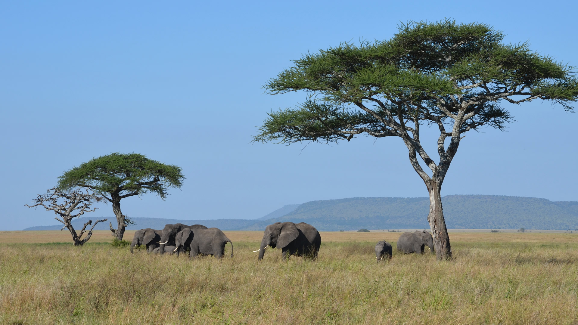 7 days tanzania ndovu safari