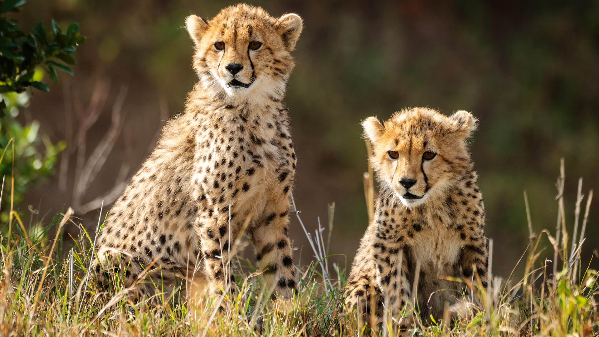 8 Days Maasai Mara Nakuru Amboseli Tsavo