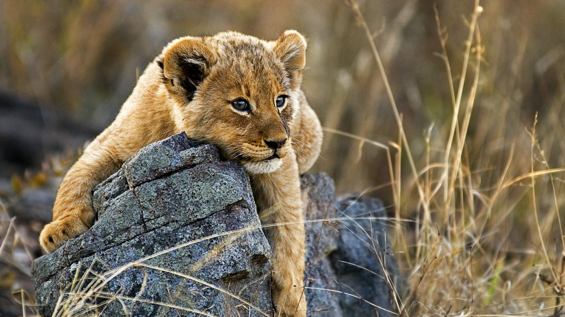 8 days tanzania simba safari