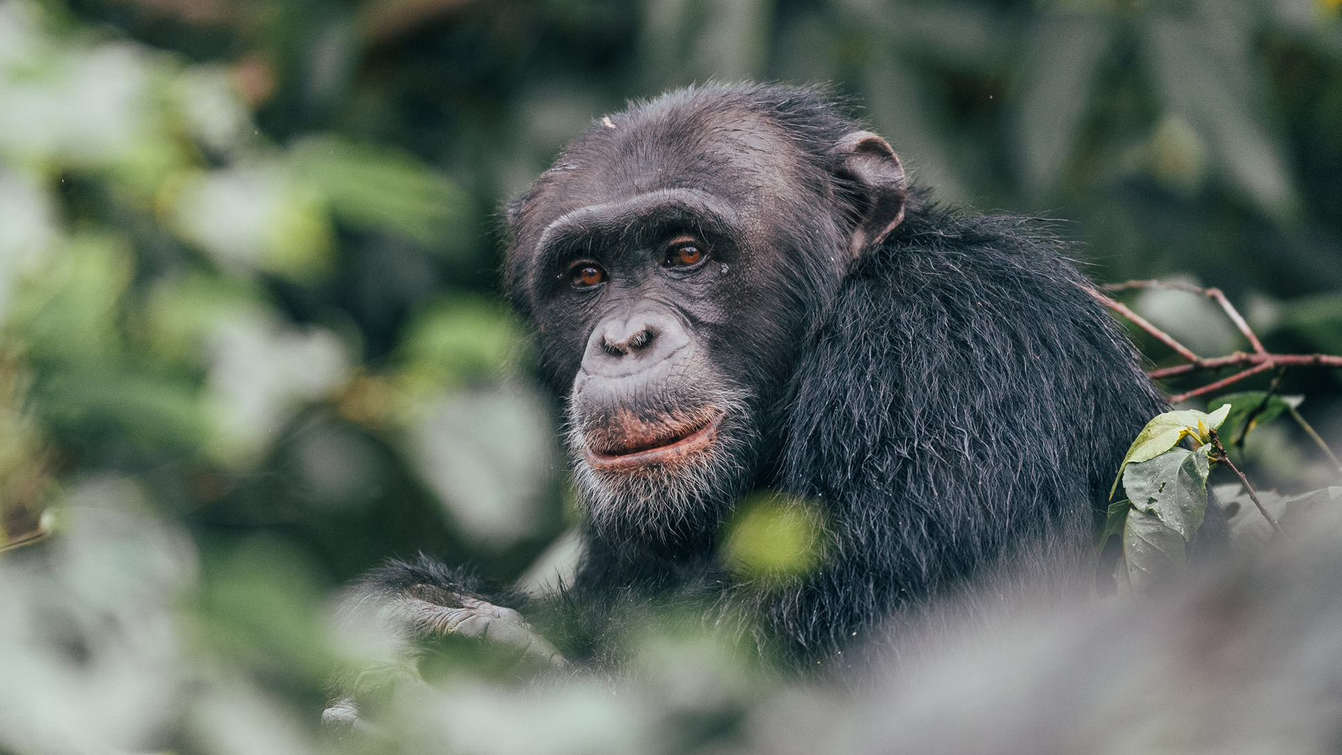 8 days uganda gorillas chimps and wildlife