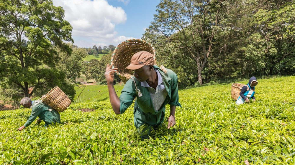 kiambethu tea farm