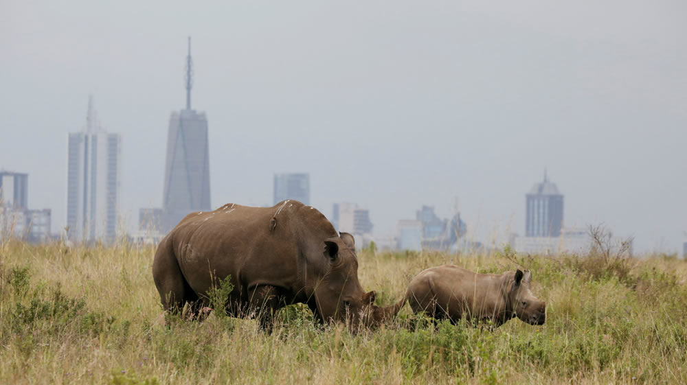 nairobi national park